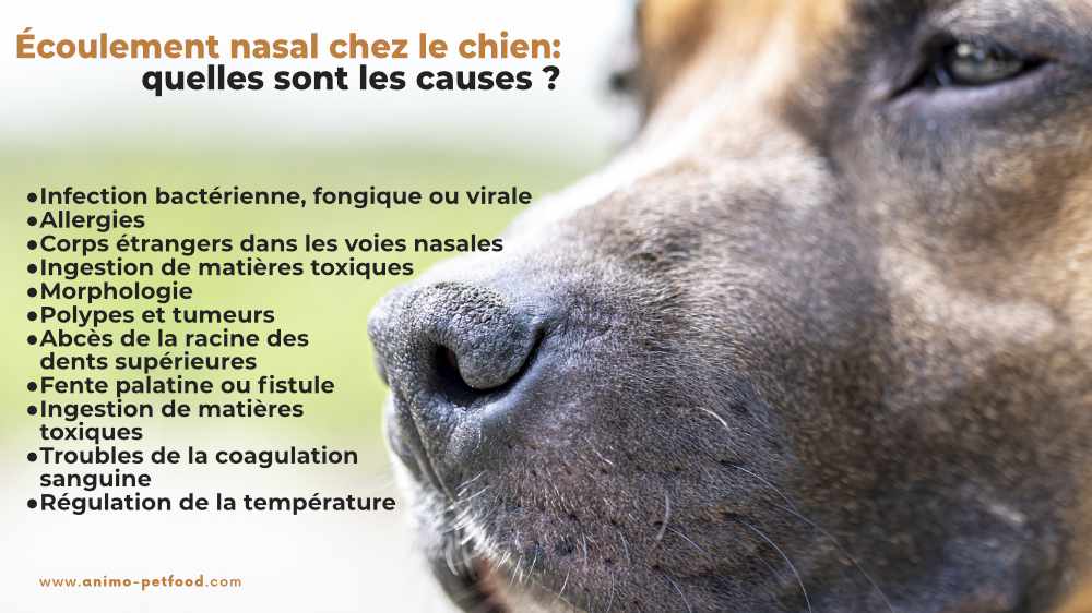 pourquoi-le-nez-de-mon-chien-coule-t-il